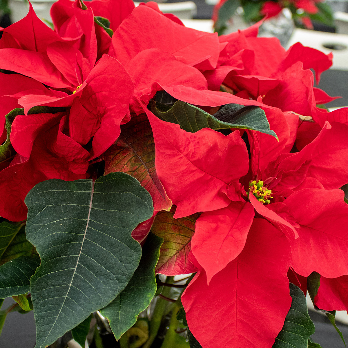 Poinsettia